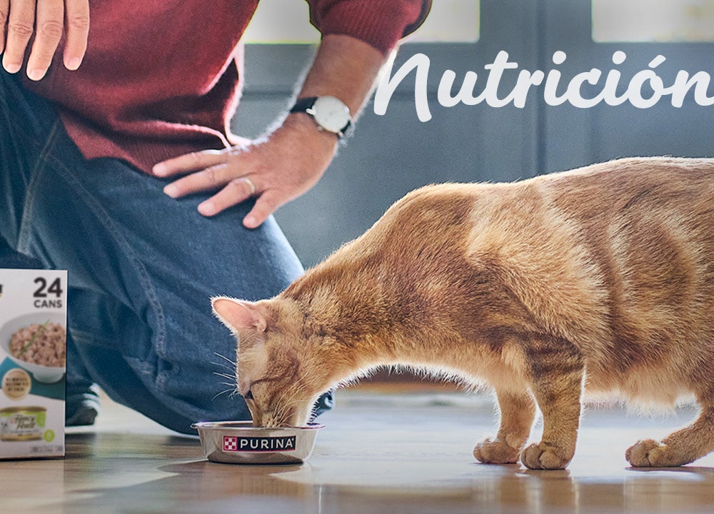 Imagen de persona alimentando a un gato en plato