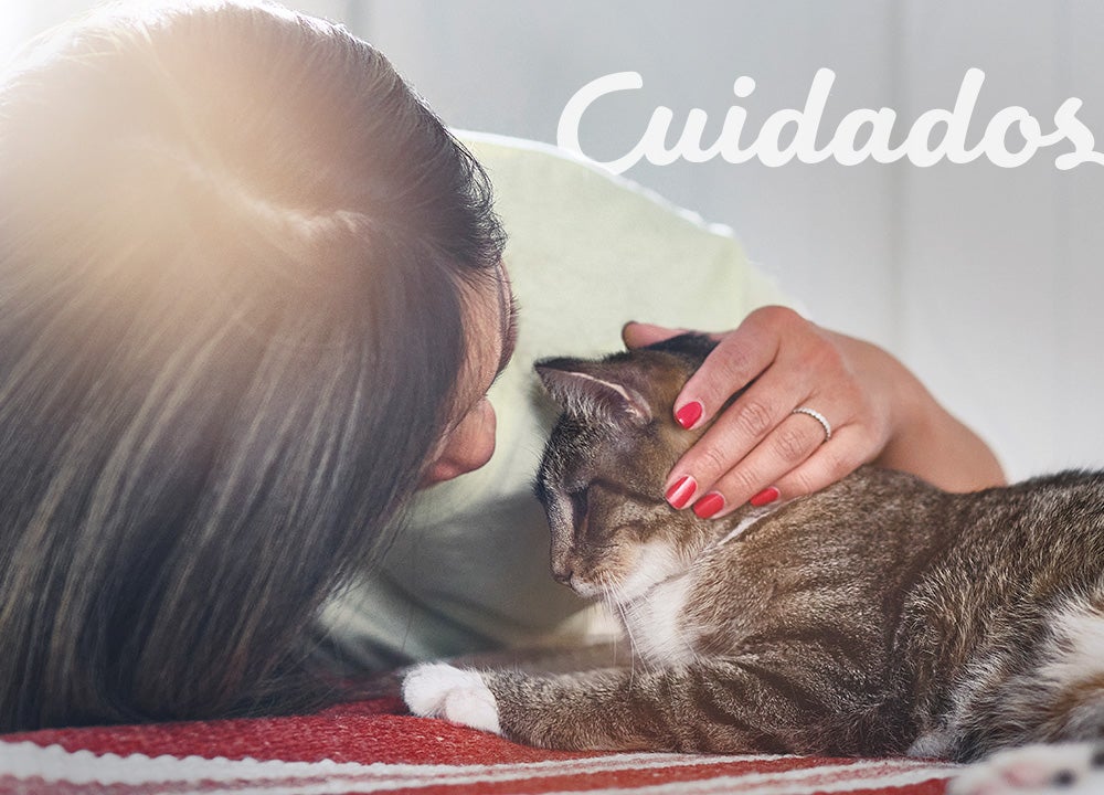 Imagen de persona sobando a un gato