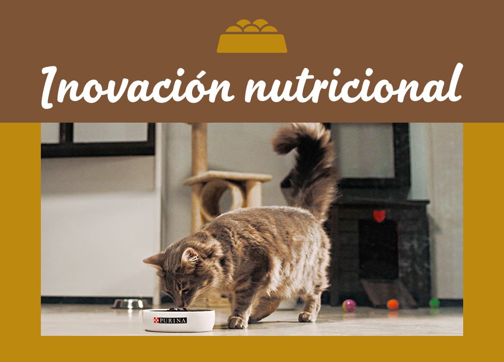 Imagen relacionada con nutrición