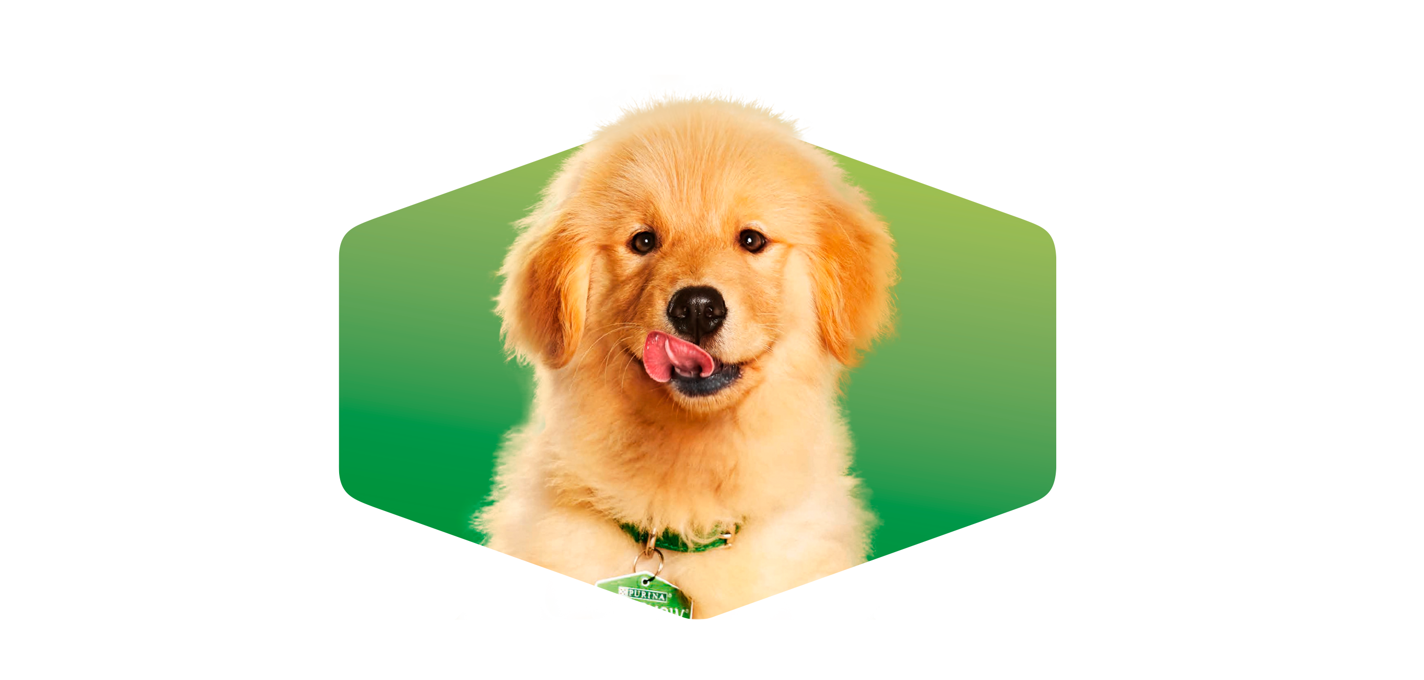 Imagen de cachorro relacionado con suscripción de Newsletter