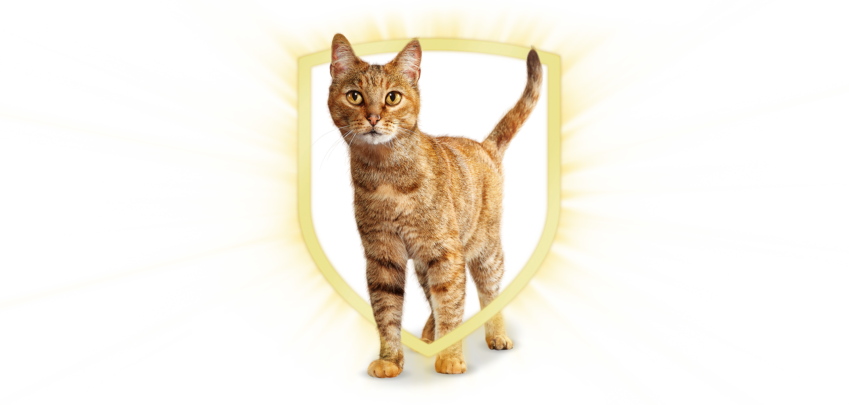 Imagen de gato dentro de una barrera de protección